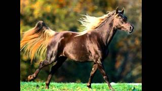 Vladimir Vysotsky  Fastidious horses [upl. by Immaj]