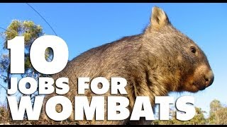 10 Jobs For Wombats [upl. by Imik]