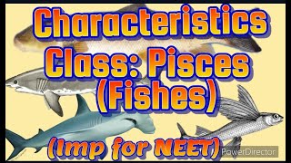 General characteristics of class PISCESFISHES PUC NEET GENERAL CHARACTERISTICS OF FISHES [upl. by Ahmed]