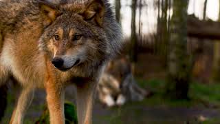 Wolves Canis Lupus like follow worldadventures372 [upl. by Gardiner]