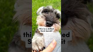 Sock Bandit Caught REDHANDED funnydog minischnauzer shorts [upl. by Goldner]