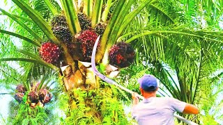 Senangnya Potong Buah Sawit Kebun Pribadi Kalau Sabitnya TajamCepat Dapat Tonase [upl. by Eciram669]