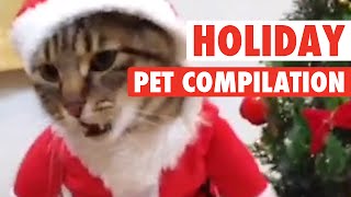 Most Hilarious Holiday Pet Moments [upl. by Lareneg]