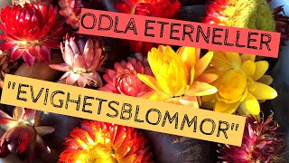 ODLA ETERNELLER  Tips till dig för vackra evighetsblommor som står sig hela vintern [upl. by Esadnac]