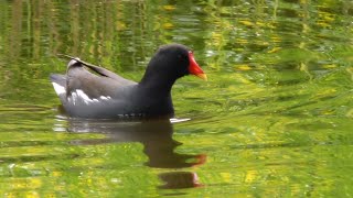 Waterhoen Moorhen [upl. by Donata]