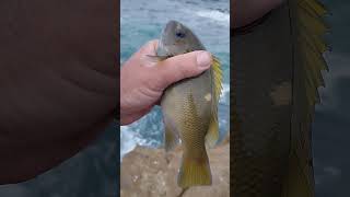 beefy Opaleye Caught Fishing from the Jetty [upl. by Handy]