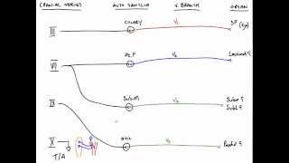 Autonomic Fibres and Cranial Nerves [upl. by Assirac]