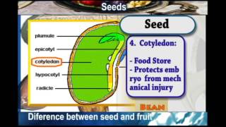 SEEDS Difference between SEEDS and FRUITS [upl. by Connolly192]