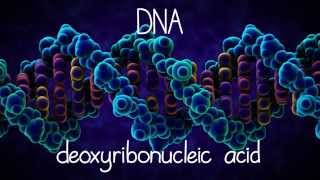 The Structure of DNA [upl. by Tnilc19]