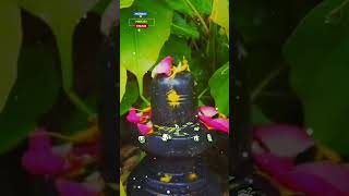 💕 Engum Sivaya Ethilum Sivaya  Status video shortvideo 💕 [upl. by Neirad648]