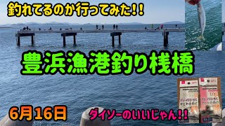 豊浜漁港釣り桟橋。ダイソーサビキ仕掛け使える！！ [upl. by Ulises]