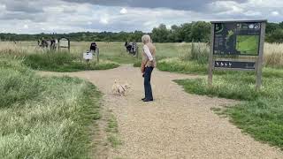 Chingford London golf club and park amazing view [upl. by Aslehc]