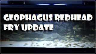 40 Gallon Long  Geophagus quotRed Headquot Grow out Tank [upl. by Pearse]