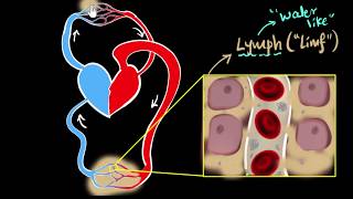 Lymph lymph nodes amp lymphatic system  Life processes  Biology  Khan Academy [upl. by Dell]