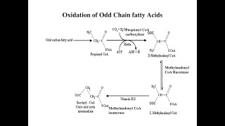 The fate of Propionyl CoA resulting from Oxidation of Odd chain Fatty acids [upl. by Vachill]