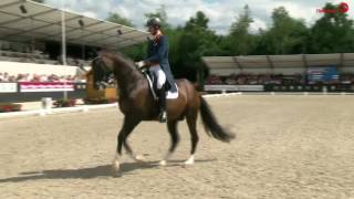 Golden Freestyle Diederik van Silfhout  Arlando NH NOP Dutch Champion Grand Prix [upl. by Lin]