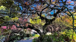 Seattle Japanese laceleaf maple Acer palmatum ‘dissectum’ pruned in mid July  Before amp After [upl. by Ingeborg]