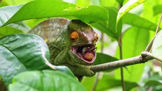 Parsons chameleon Calumma parsonii hunting in Madagascar [upl. by Ldnek824]