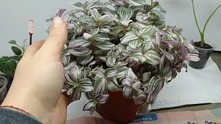 Tradescantia fluminensis Tricolor уход и размножение [upl. by Bove771]