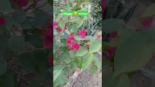 Flower ytshortsvideo viralshort plants plantslover bougainvilleagarden plantlover [upl. by Mesics13]