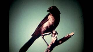 Funkmammoth  Bird Watching EP  Full Album  Instrumental  Hip Hop [upl. by Enoid]