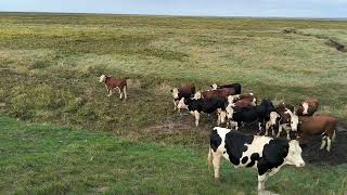 quotBritish Cows Grazing Peacefully Behind the Dike Near Kings Lynnquot [upl. by Etteyafal]