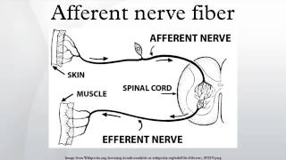 Afferent nerve fiber [upl. by Eniron]