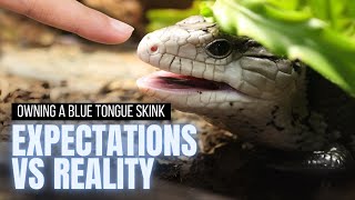 Expectations vs Reality of Owning A Blue Tongue Skink [upl. by Ornstead995]