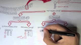 Cell Membrane II  Types of Lipid Membranes [upl. by Kurtzman]