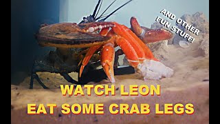 Watch Leon Eat Some Crab Legs [upl. by Wobniar]