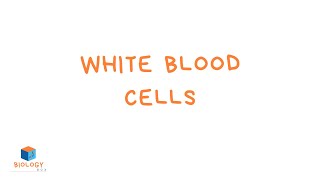 White Blood Cells KS3 Biology  Specialised Cell Adaptations [upl. by Cammy751]