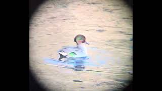 Territorial Green Winged Teal on the Central Park Pool [upl. by Hess]