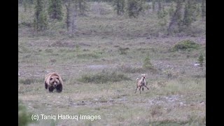 Grizzly Bear vs Caribou [upl. by Aniretak]