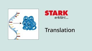 Translation Proteinbiosynthese  STARK erklärt [upl. by Gotthelf]