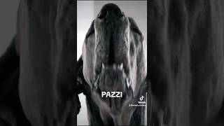 PAZZO CRAZY MAN brandomarciaro dog cane ALANO greatdane [upl. by Ahsenrac]