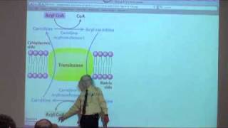 Fatty Acid Oxidation [upl. by Laamaj360]