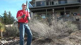 Pruning a Russian Sage to promote the best spring growth [upl. by Gunner50]