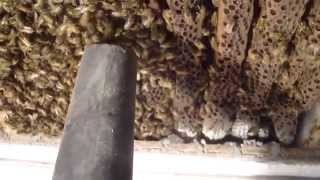 Removing Bees from a Plaster and Lath Ceiling in Franklin IN [upl. by Ogdan406]