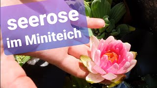 Die erste blühende Seerose im miniteich der Saison [upl. by Charles]