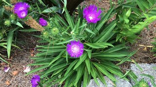 Stokesia [upl. by Constantina]