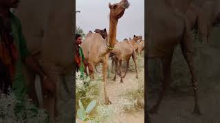 All camels are to the forest in the evening  Relaxcamel camelcamelcamel africansafari camels [upl. by Odnanreh]