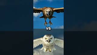 Owl VS birds who win 😱😱 viral trendingshorts eagle popular [upl. by Josias]