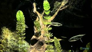 ThreeSpined Stickleback Aquarium  SEA LIFE MUNICH [upl. by Lady]