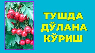 Туш табири  Тушда Долана куриш [upl. by Tilla210]