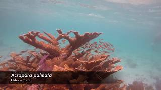 Elkhorn Coral  Acropora palmata [upl. by Ettenyl]