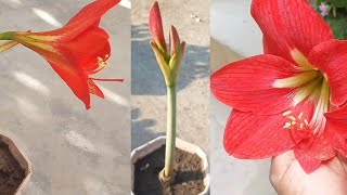 How to grow Amaryllis lily bulb  Amaryllis flower [upl. by Nnairol]