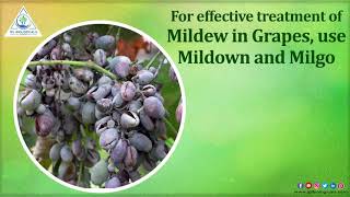 अंगूर में मिलडीउ का जैविक उपचार  Biological Treatment for Powdery and Downy Mildew in Grapes [upl. by Jamey]