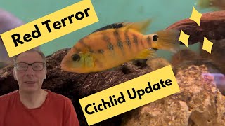 Red Terror Cichlid Mesoheros festae Update [upl. by Gwenneth]