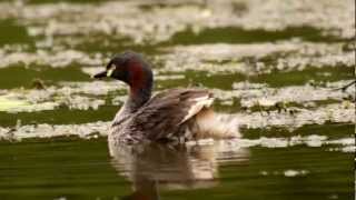 Australasian Grebe Tachybaptus novaehollandiae ♀  Australischer Zwergtaucher [upl. by Nnawaj804]