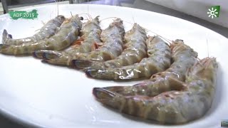 Feria del langostino Sanlúcar de Barrameda Cádiz [upl. by Schapira]